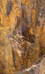 Asolanus bladkussen